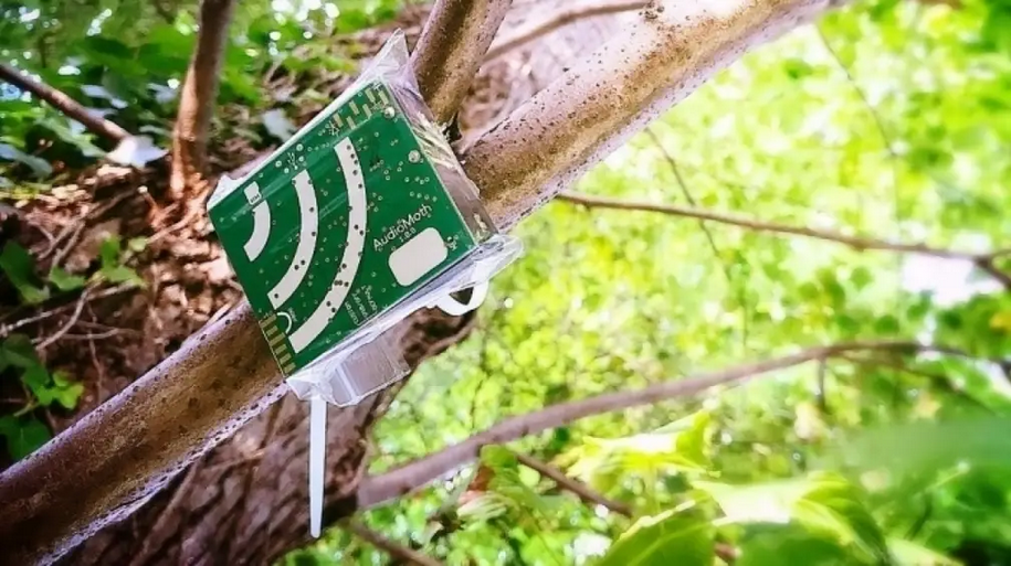 An Audiomoth in the wild